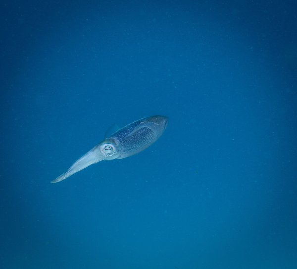 Plongée sous-marine en mer Rouge : récifs colorés et vie marine exceptionnelle