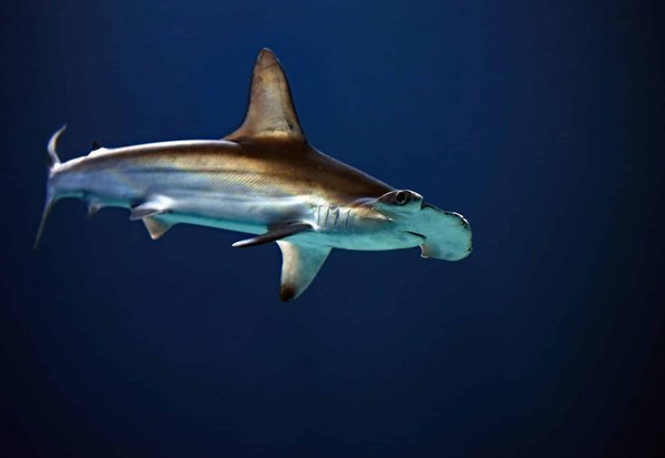 Quelles sont les astuces pour une expérience de plongée avec les requins-marteaux aux Galapagos ?