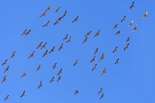 Quels sont les meilleurs sites pour observer la migration des papillons Monarque au Canada ?